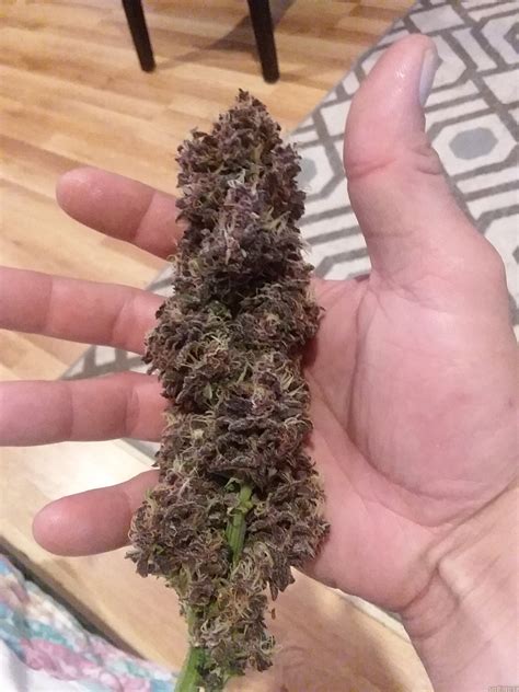red poison price